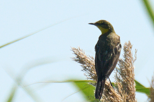 Western Yellow Wagtail