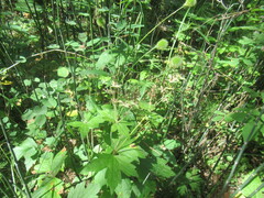 author not stated, no rights reserved Geranium platyanthum, photograph author not stated, no rights reserved