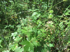author not stated, no rights reserved Geranium platyanthum, photograph author not stated, no rights reserved