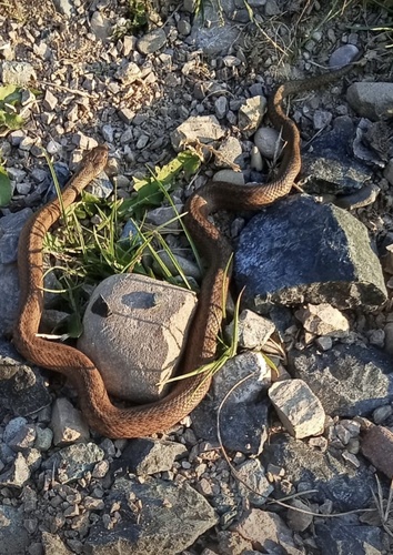 Smooth Snake