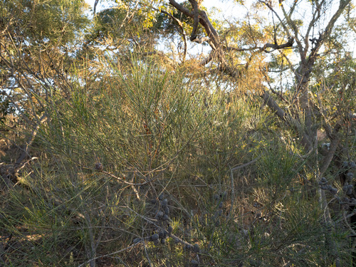 Allocasuarina distyla, photograph 4