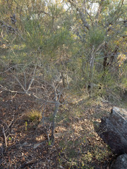 (c) Austen Armstrong, some rights reserved (CC BY) Allocasuarina distyla, photograph (c) Austen Armstrong, some rights reserved (CC BY)
