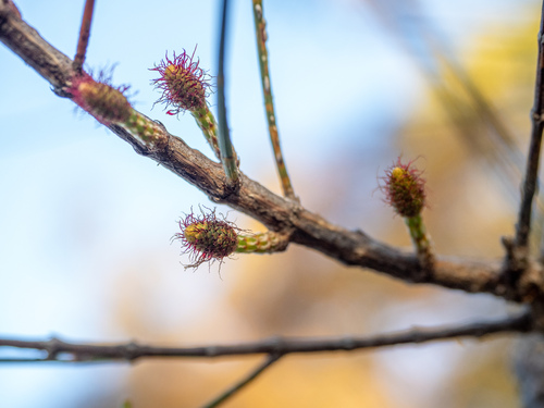 Allocasuarina distyla, photograph 2
