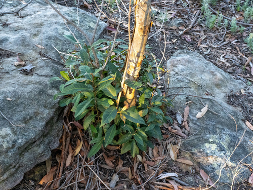 Elaeocarpus reticulatus, photograph 4