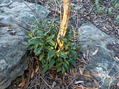Elaeocarpus reticulatus, photograph (c) Austen Armstrong, some rights reserved (CC BY)