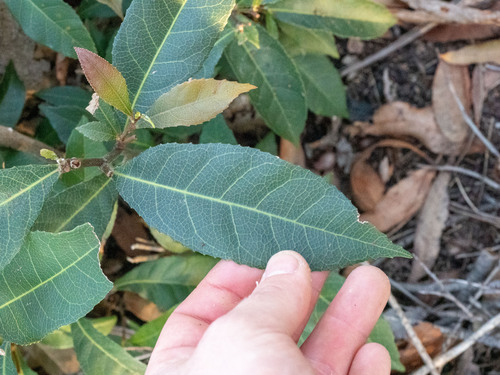 Elaeocarpus reticulatus, photograph 5