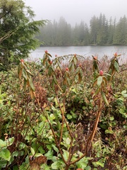 Rhododendron groenlandicum