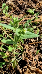 Nonea lutea