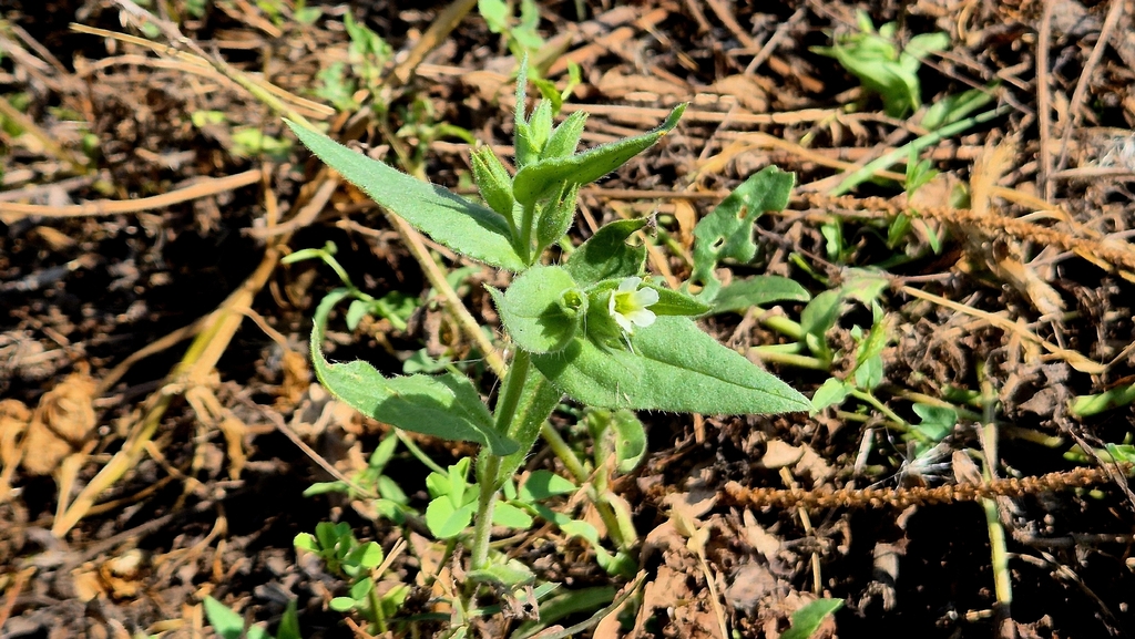 Nonea lutea; photograph (c) Анна Митрошенкова, some rights reserved (CC BY)