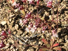 Sidotheca emarginata