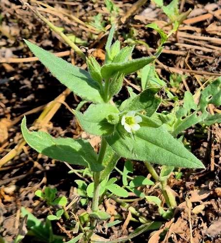 Nonea lutea, photograph 2