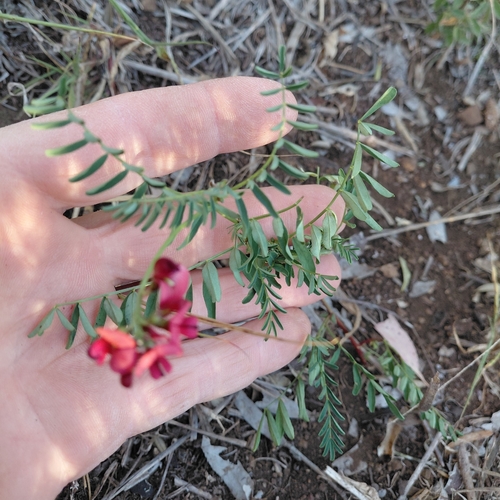 Queensland darling pea