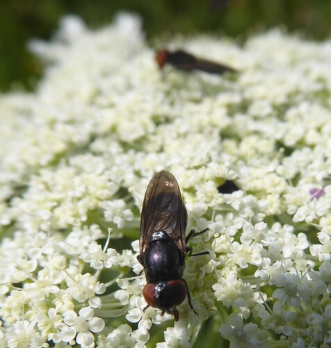 Dark-winged Chrysogaster, Eys, Netherlands, photo 9 of 10