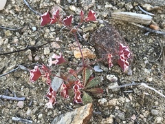 Sidotheca emarginata