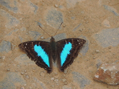 Doxocopa laurentia laurentia