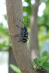 Anoplophora macularia