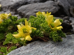 Ranunculus sericophyllus