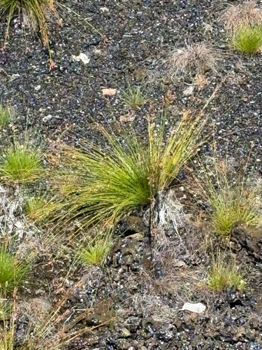 Bulbostylis capillaris observed 2026-07-30