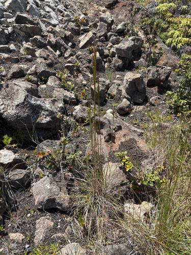 Andropogon bicornis observed 2026-07-30
