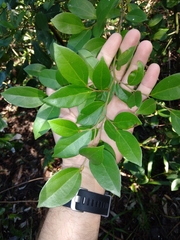 Cryptocarya triplinervis