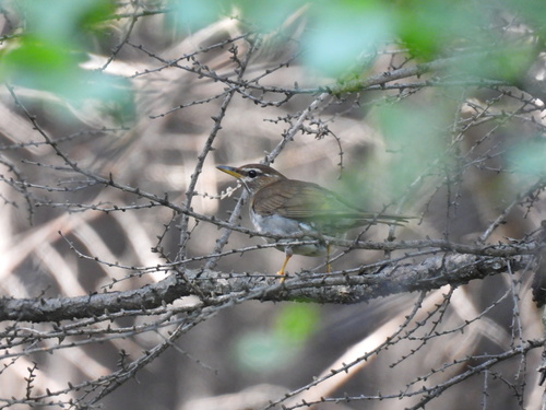 Grey-sided Thrush