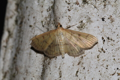 Herpetogramma fuscescens