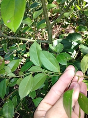 Cryptocarya triplinervis