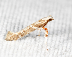 Caloptilia paradoxum