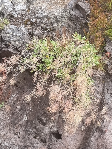 Sinapidendron frutescens, photograph 3