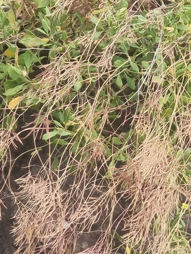 Sinapidendron frutescens, photograph 4