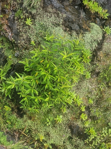 Salix pedicellata, photograph 3