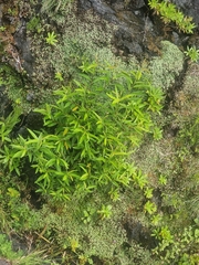 Salix pedicellata, photograph (c) Vítor Jorge, some rights reserved (CC BY)
