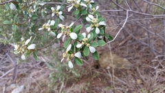 Spyridium spathulatum
