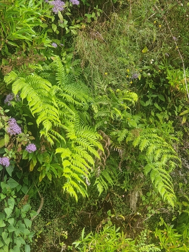 Woodwardia radicans, photograph 5