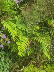 Woodwardia radicans, photograph (c) Vítor Jorge, some rights reserved (CC BY)