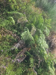 Woodwardia radicans, photograph (c) Vítor Jorge, some rights reserved (CC BY)