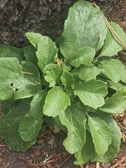 Sinapidendron frutescens