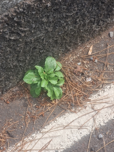 Sinapidendron frutescens, photograph 2