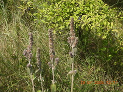 Stachys germanica, photograph (c) Galyna Mykytynets, some rights reserved (CC BY)