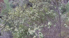 Spyridium spathulatum