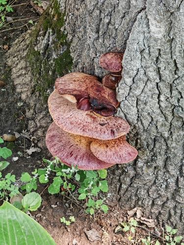 Beefsteak Polypore