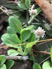 Antennaria solitaria