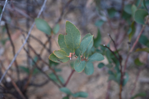Daviesia latifolia