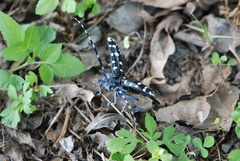 Anoplophora macularia