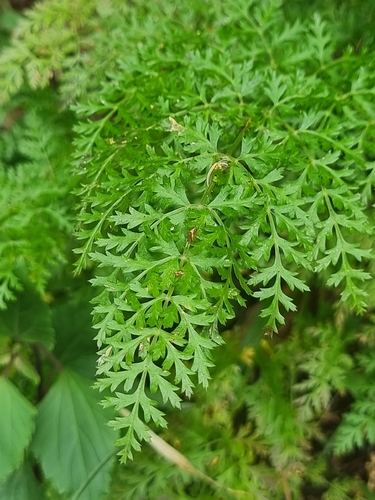 Daucus edulis, photograph 4