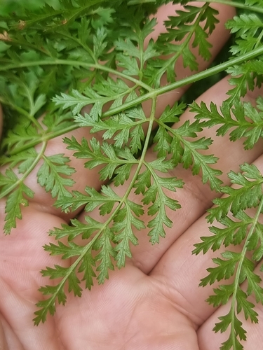 Daucus edulis, photograph 6