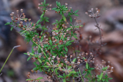 Pomax umbellata, photograph (c) Bryce Watts-Parker, some rights reserved (CC BY)