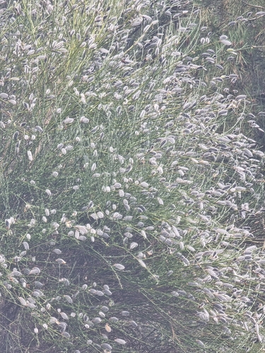 Cytisus striatus, photograph 4