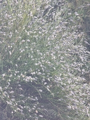 Cytisus striatus, photograph (c) Vítor Jorge, some rights reserved (CC BY)