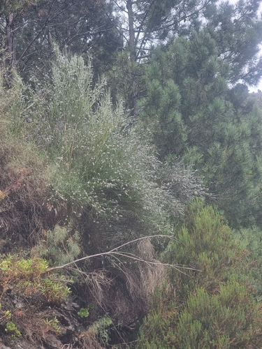 Cytisus striatus, photograph 5